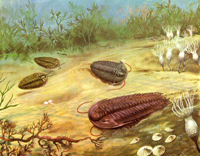 Trilobites, Criatura oce&aacute;nica